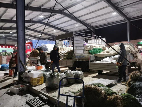 新建農產品集散中心 家禽供銷運輸更便捷，助力產業升級與民生改善