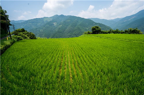 家庭農(nóng)場(chǎng)的經(jīng)營(yíng)范圍與類型 以初級(jí)農(nóng)產(chǎn)品為核心