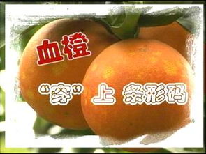 CCTV.com 聚焦家禽產(chǎn)業(yè)，守護(hù)餐桌安全