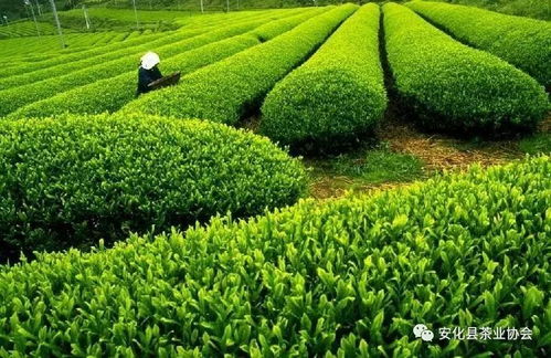 我縣加強農產品源頭質量安全監管，筑牢初級農產品安全防線